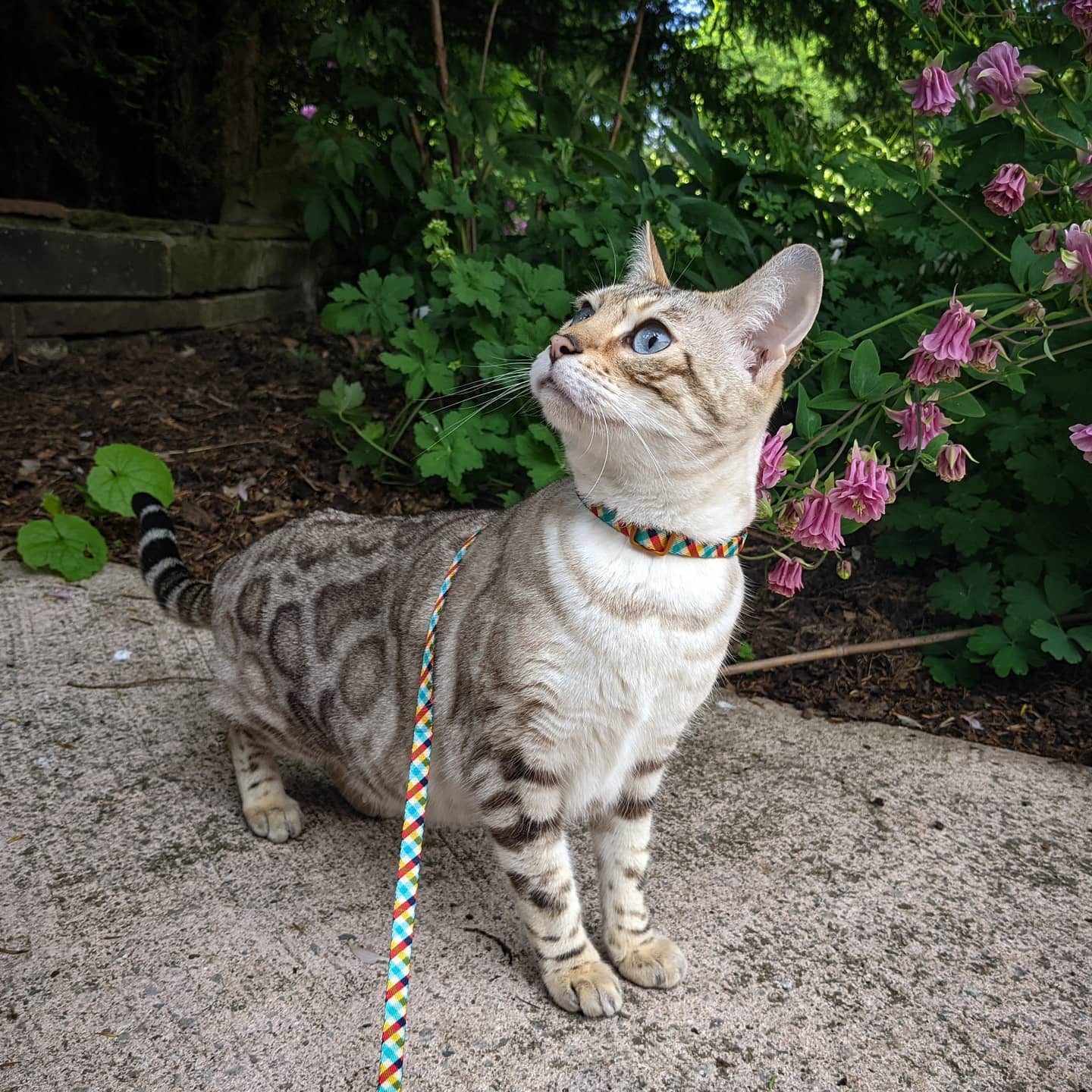 кошка гуляет
