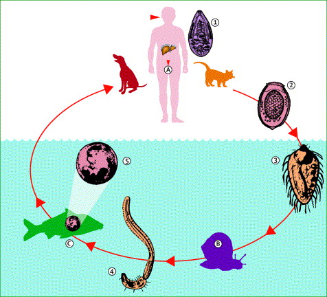 clonorchiasis_2.jpg