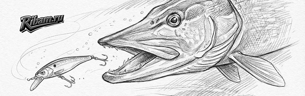 щука атакует воблер на твичинге