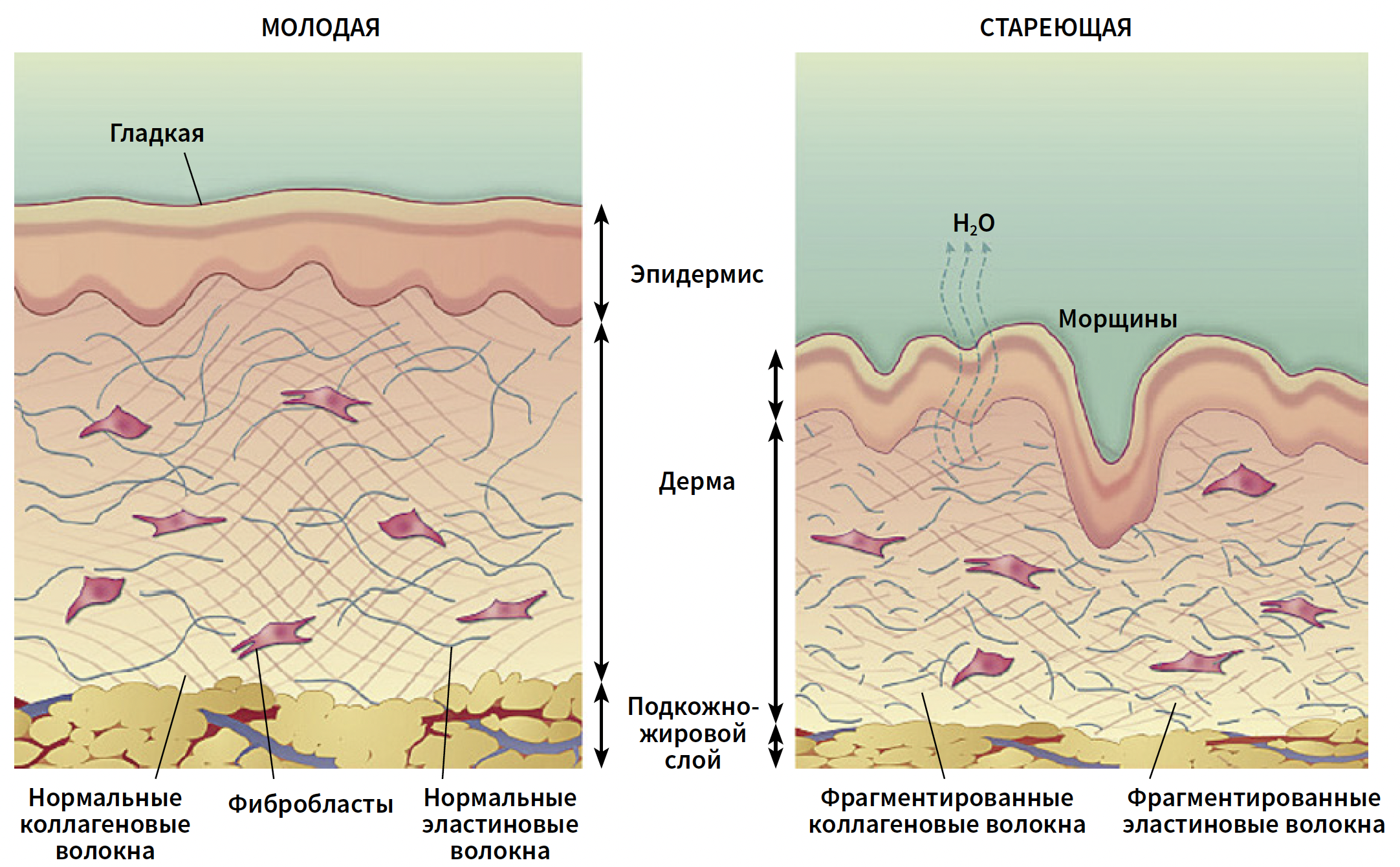 Флегонтова КМ 4-2024_Рис 2.png