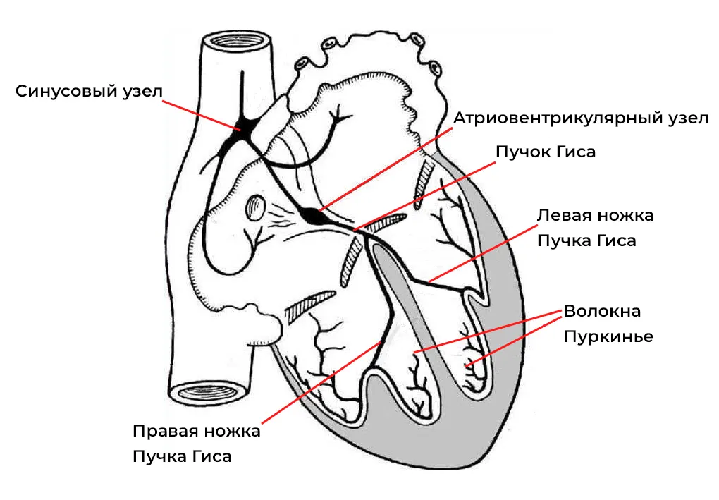 provodyashchaya-sistema-serdca