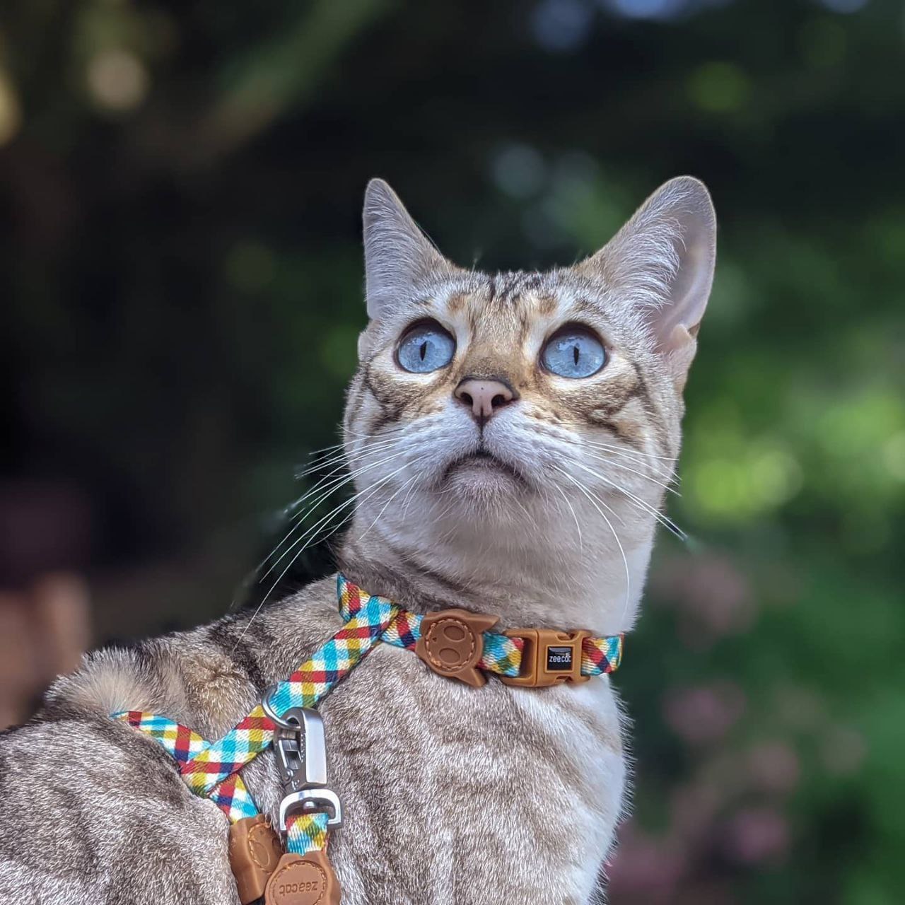кошка в шлейке