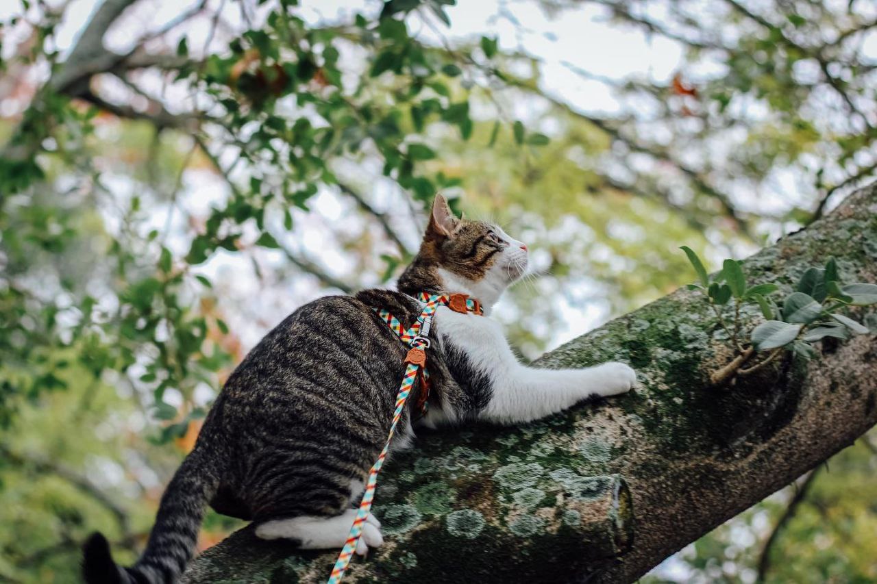 может ли кошка гулять