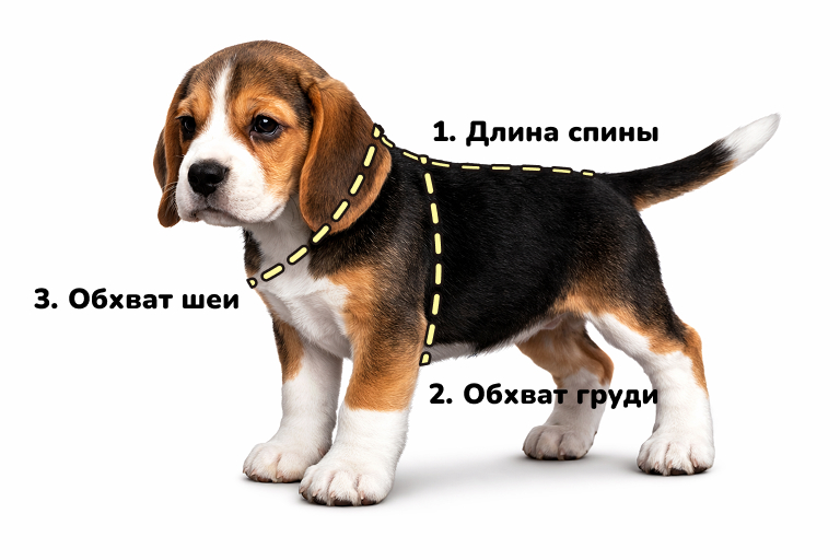 Схема измерения собаки Схема как правильно измерить собаку для выбора одежды