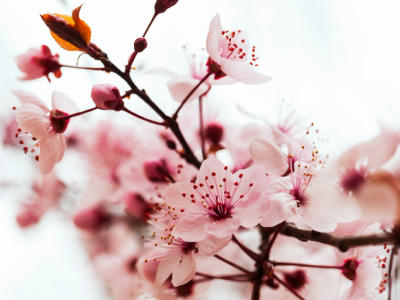 СерияG-растительные экстракты