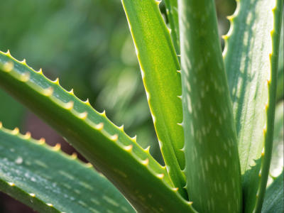 СерияG-Сок алоэ с острова Мияко 