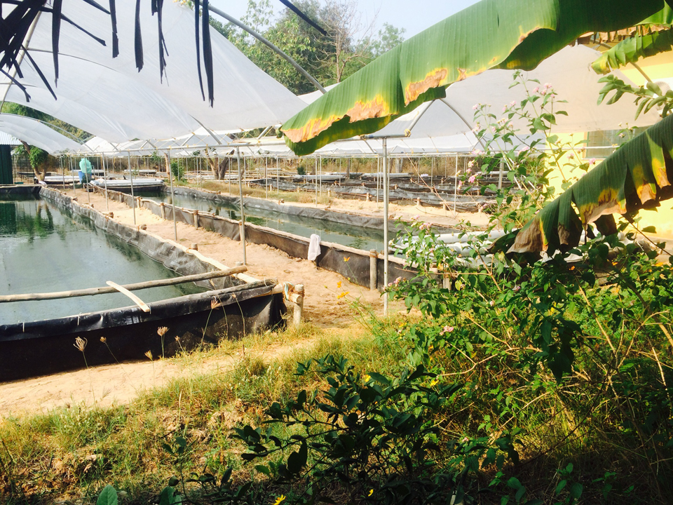 Ферма в Ауровиле, где выращивают спирулину
