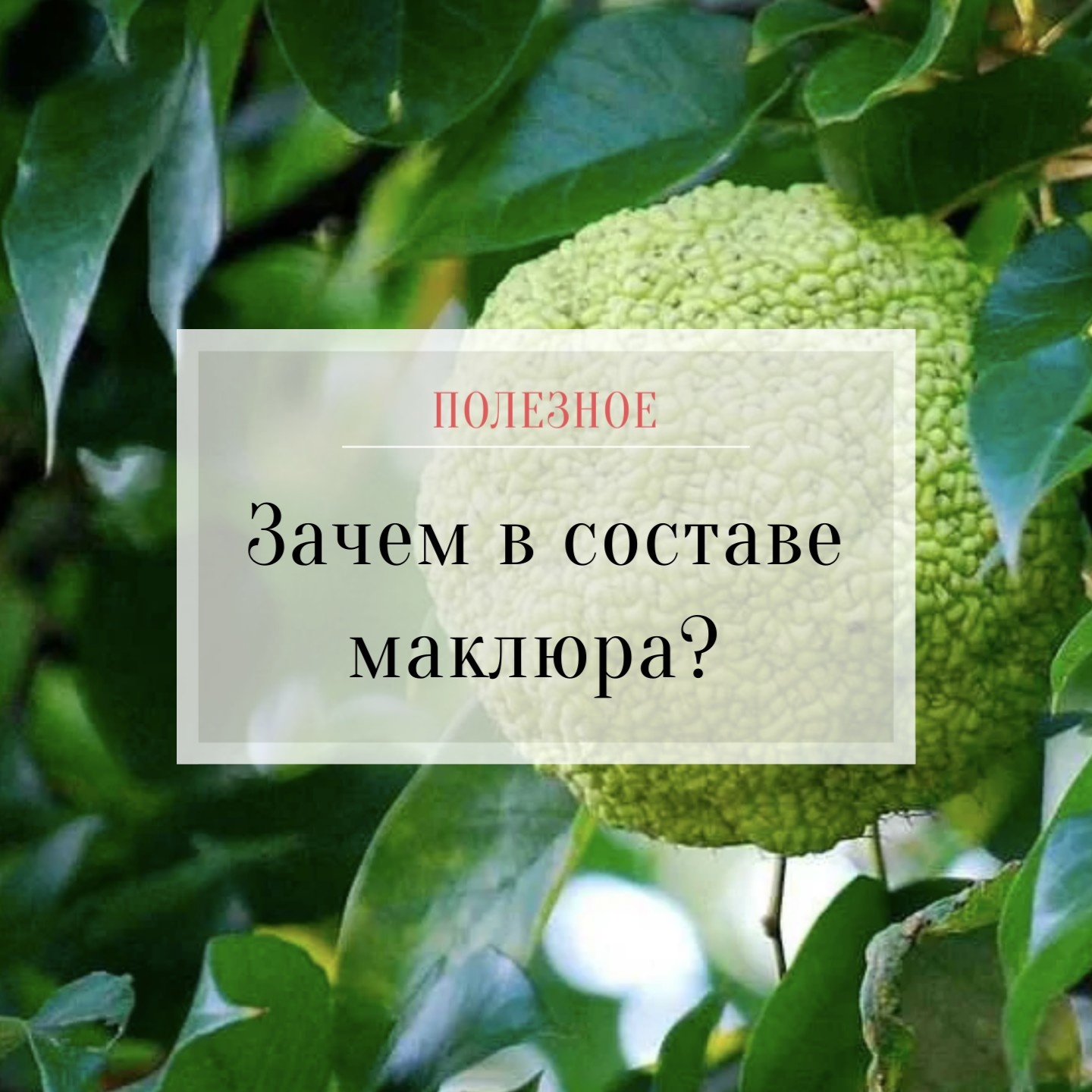 Маклюра