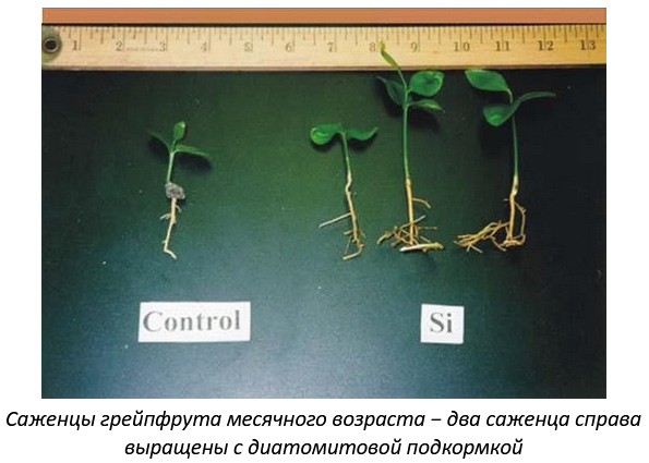 Саженцы и диатомитовая подкормка