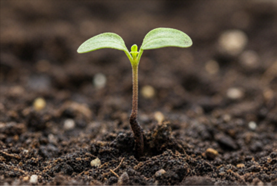 Признаки и причины гниения. Советы как избежать чёрной ножки