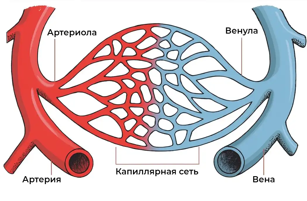 Капиллярная сеть: артериолы, капилляры, посткапиллярные венулы Капиллярная сеть: артериолы, капилляры, посткапиллярные венулы