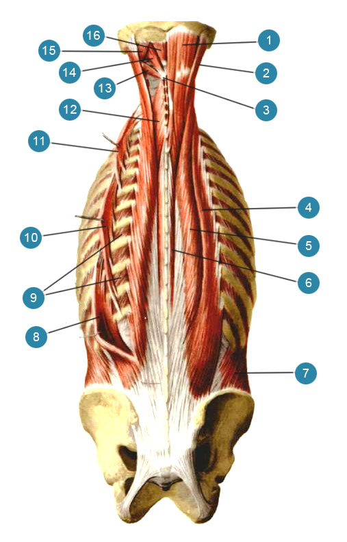 Спина - продольные мышцы для массажа magic wand