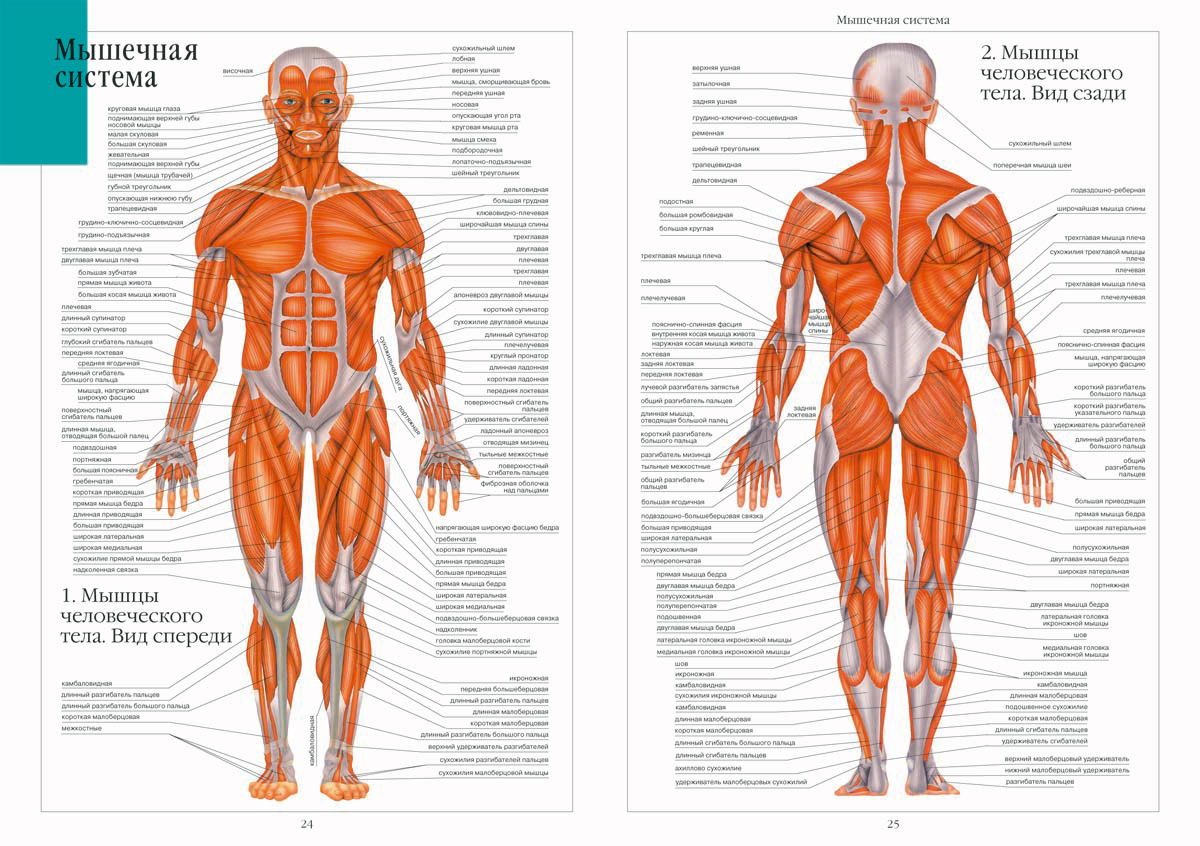 Общий мышечный атлас