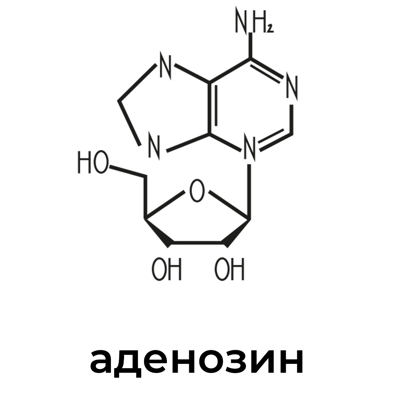 аденозин.jpeg