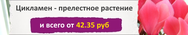 Купить Семени Цикламена, цена низкая, доставка почтой наложенным платежом по России, курьером по Москве - интернет-магазин АгроБум