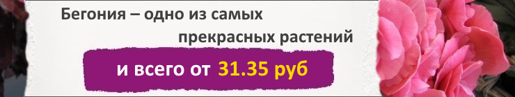 Купить семена Бегонии, цена низкая, доставка почтой наложенным платежом по России, курьером по Москве - интернет-магазин АгроБум