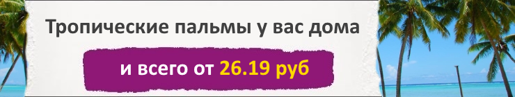 Купить Семена Пальмовых, цена низкая, доставка почтой наложенным платежом по России, курьером по Москве - интернет-магазин АгроБум