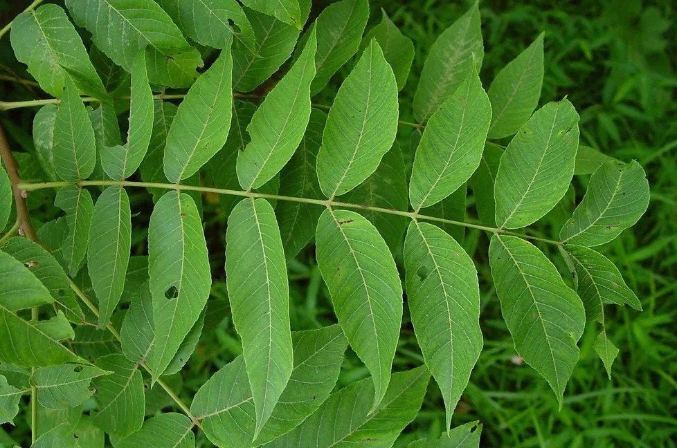 Маньчжурский орех лист