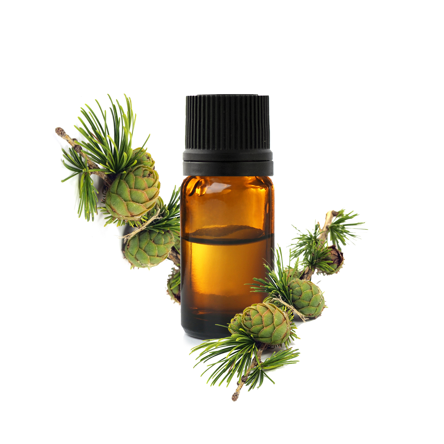 лиственница лиственница.jfif