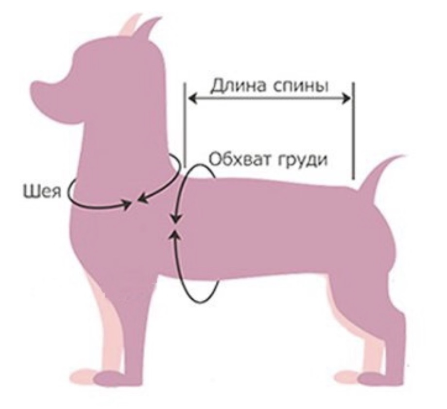 1636561835_35-sobakovod-club-p-sobaki-snyatie-merok-s-sobaki-401 1636561835_35-sobakovod-club-p-sobaki-snyatie-merok-s-sobaki-401.jpg