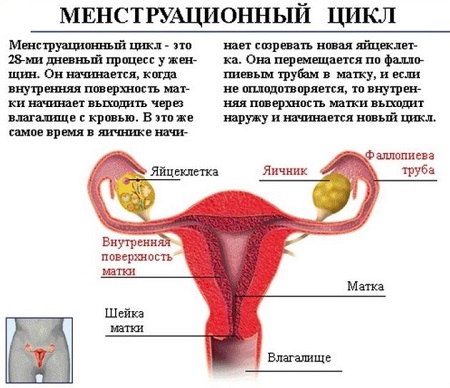 Возможные причины длительной менструации | Москва