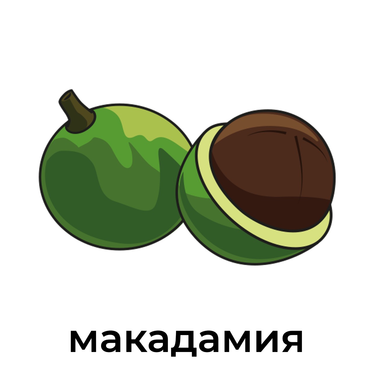 макадамия.jpeg