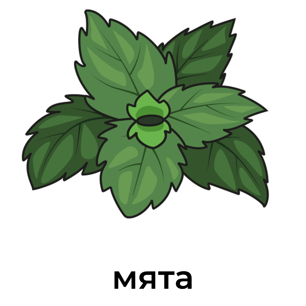 мята.jpeg