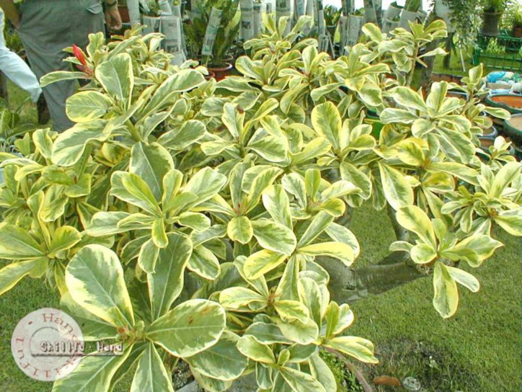 Адениум сомалийский с пестрыми листьями