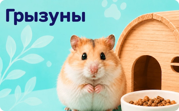 Грызуны