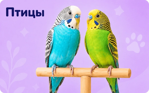 Птицы