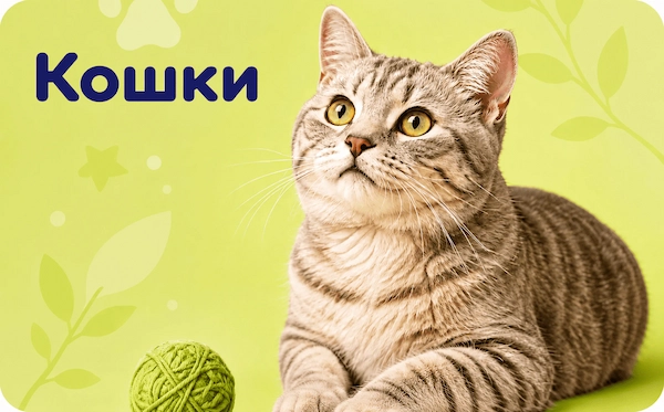 Кошки