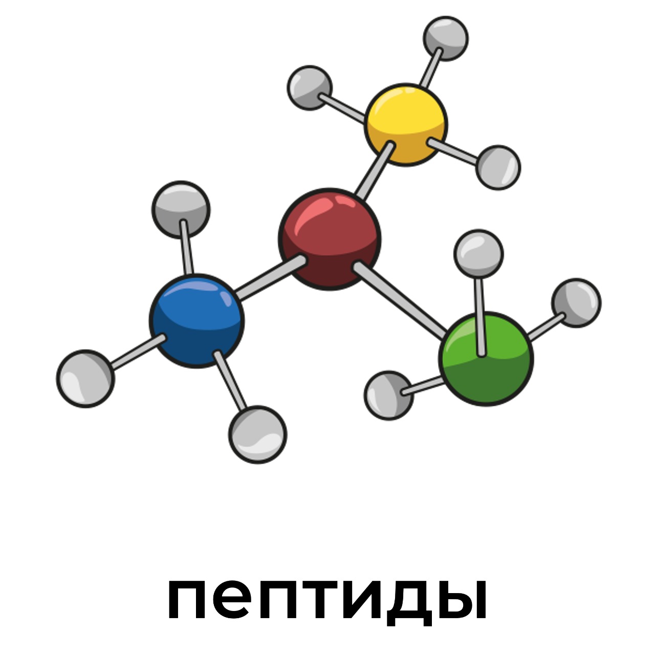 пептиды.jpeg
