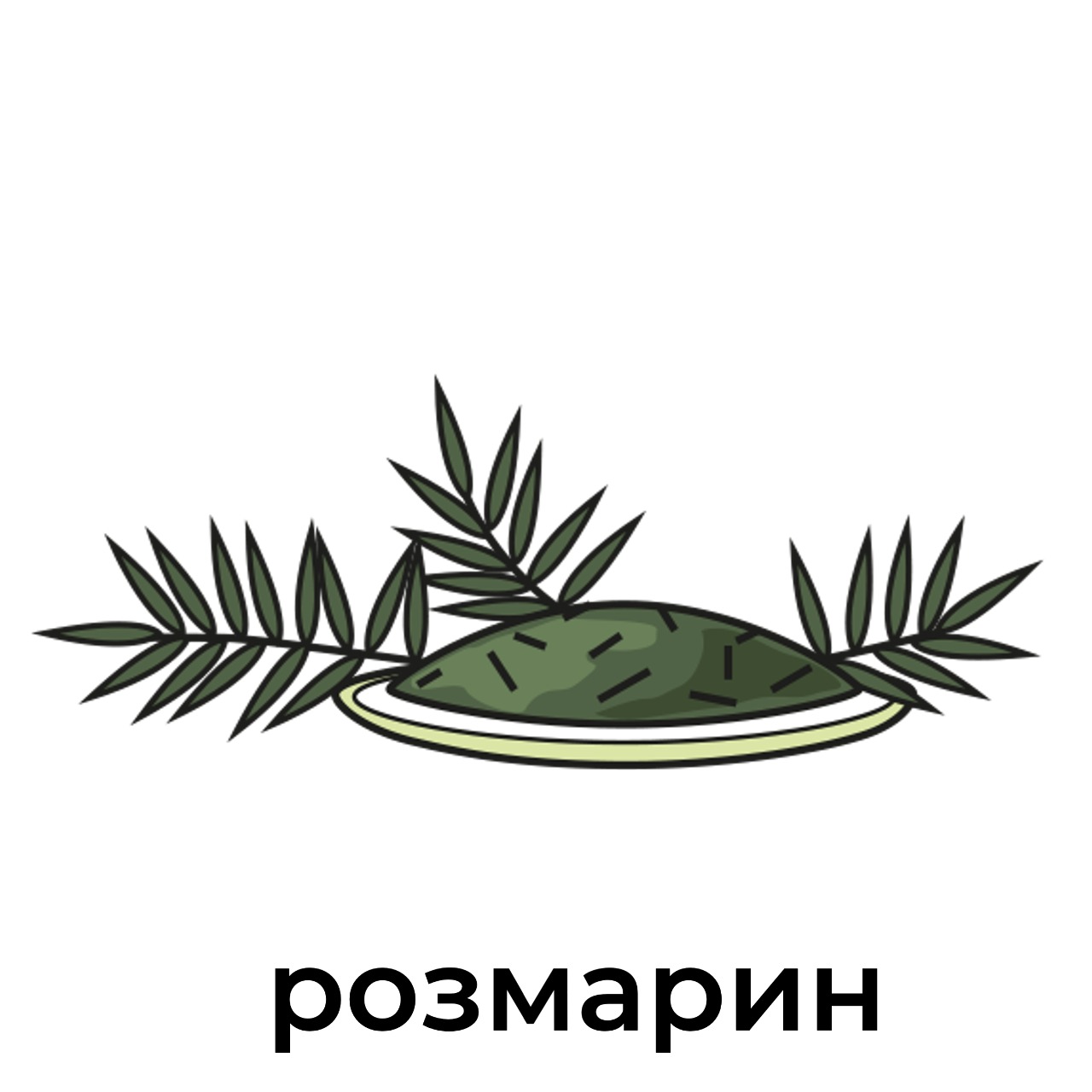 розмарин.jpeg