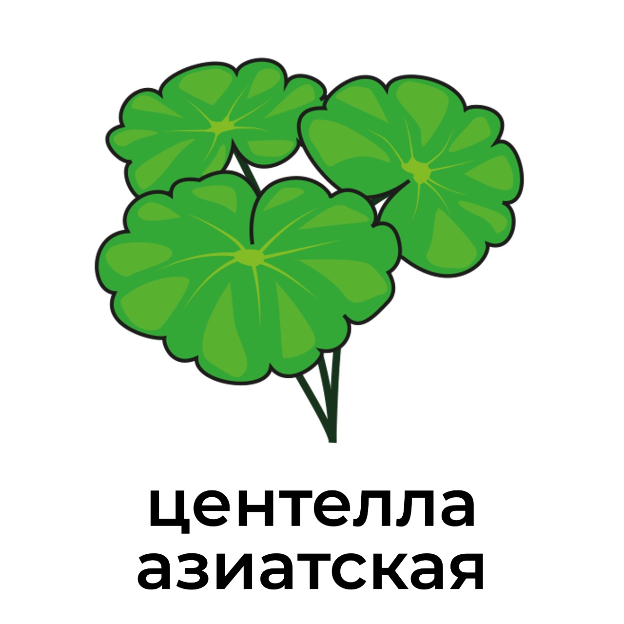 центелла_азиатская.jpeg