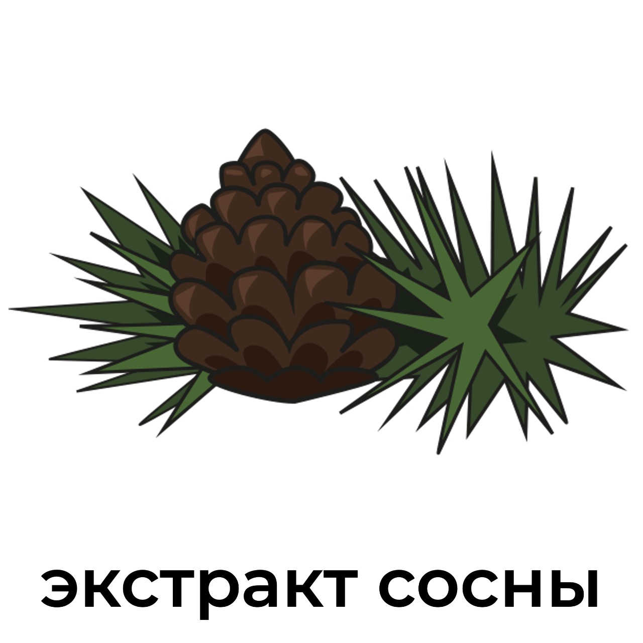 экстракт_сосны.jpeg