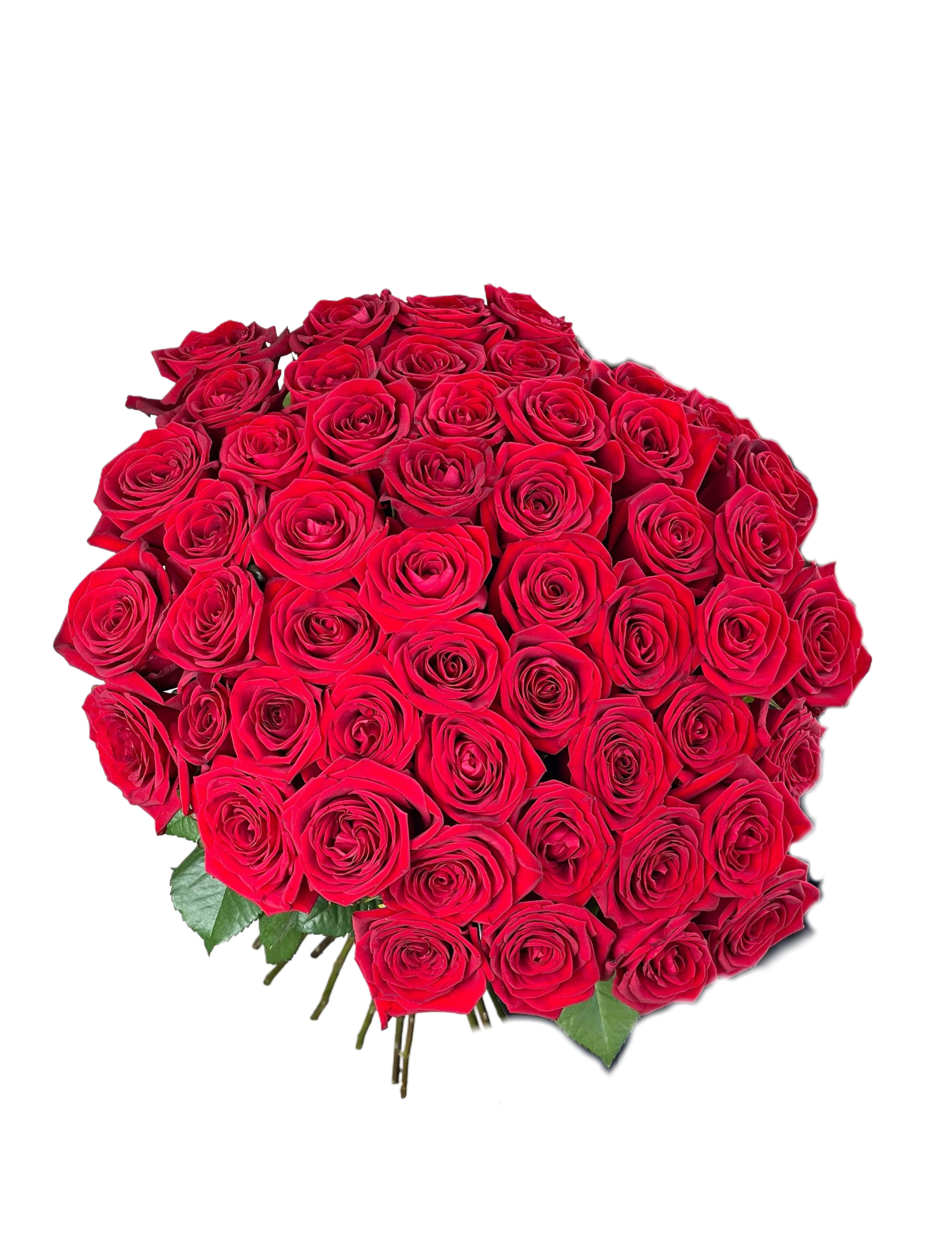 СПЕЦПРЕДЛОЖЕНИЕ: КРАСНАЯ КРУПНАЯ РОЗА 230 ₽