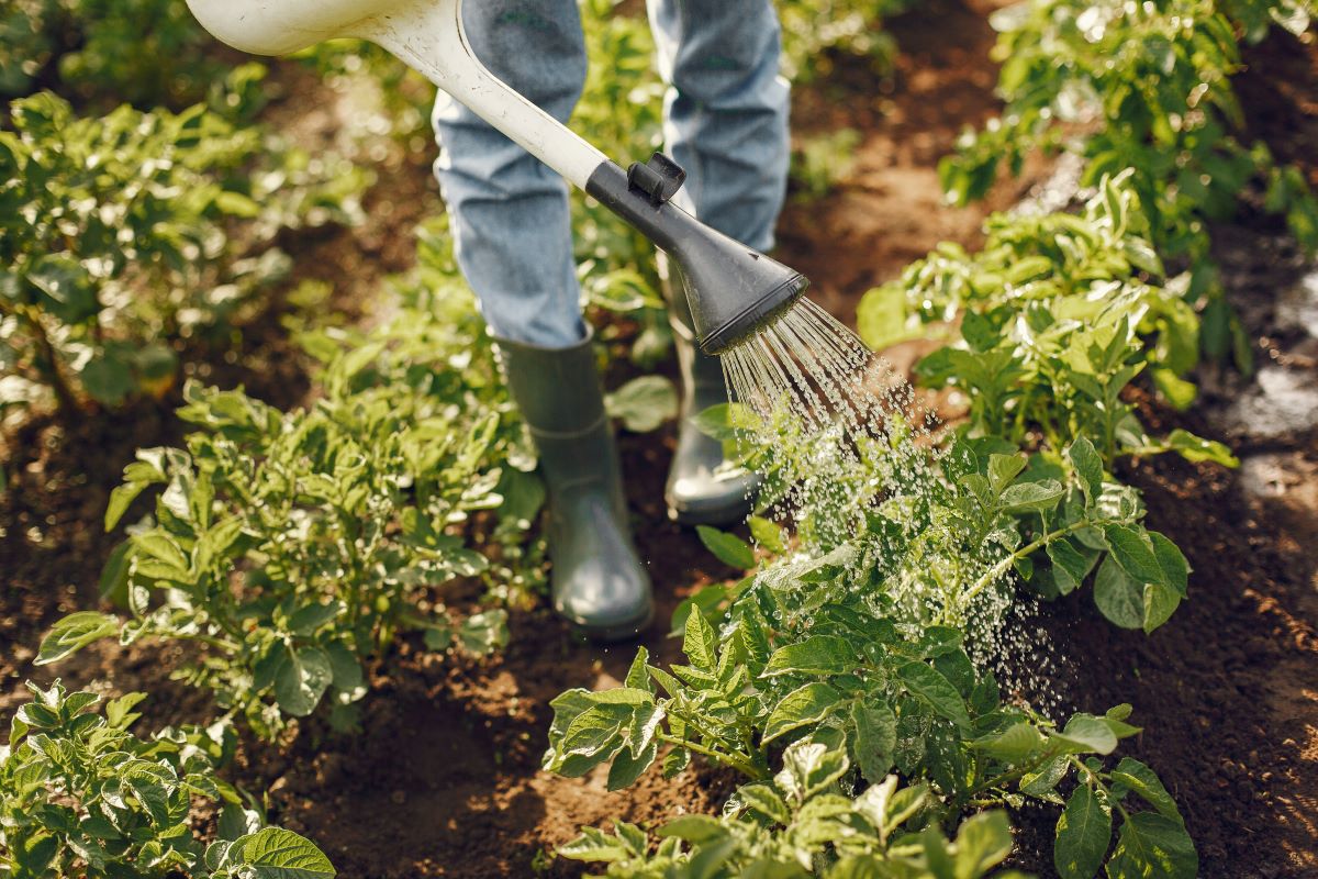 Копаем-тяпаем: 10 инструментов для сада и огорода
