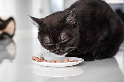 Полезные добавки в кошачьих кормах