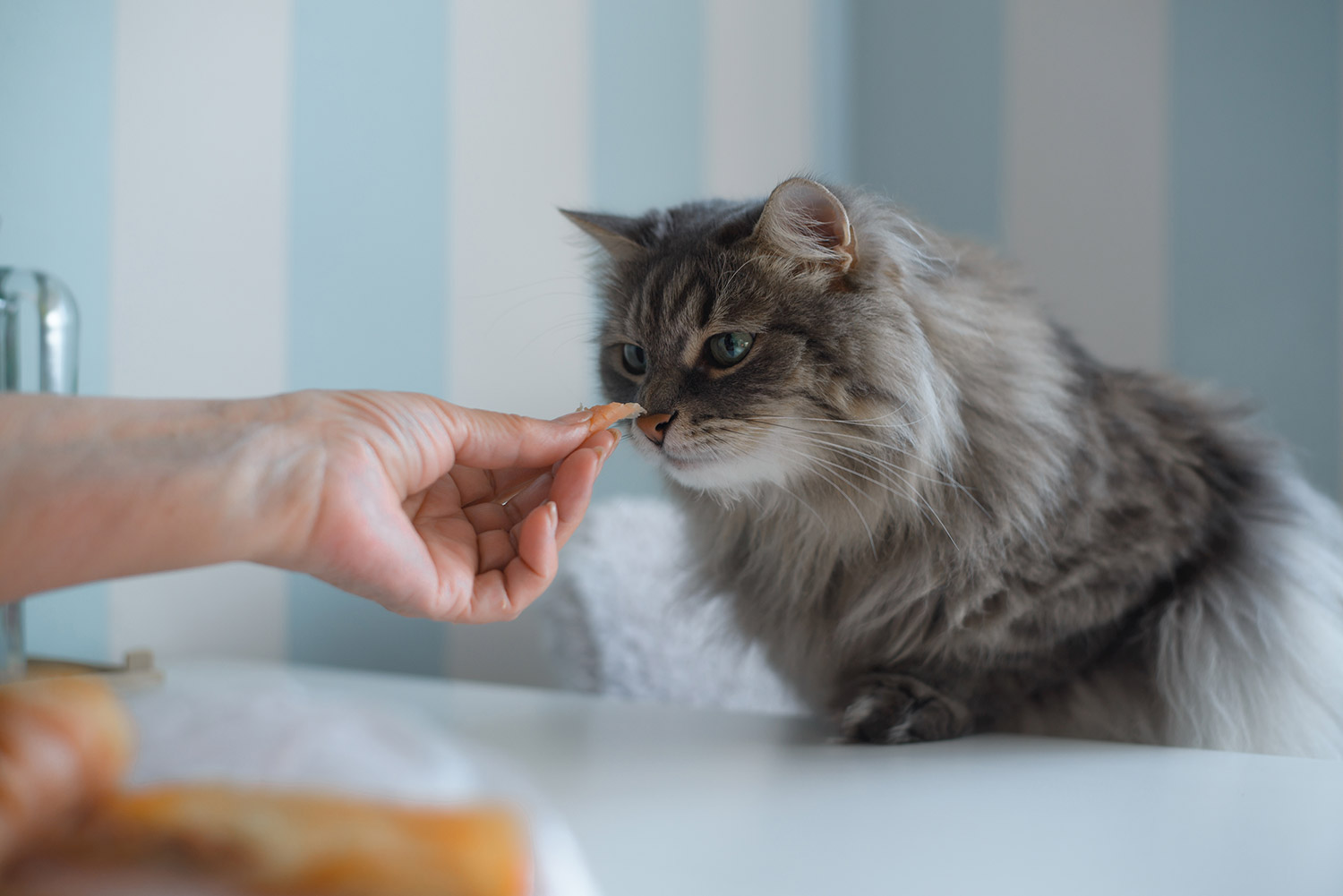Важность соблюдения режима питания для кошек