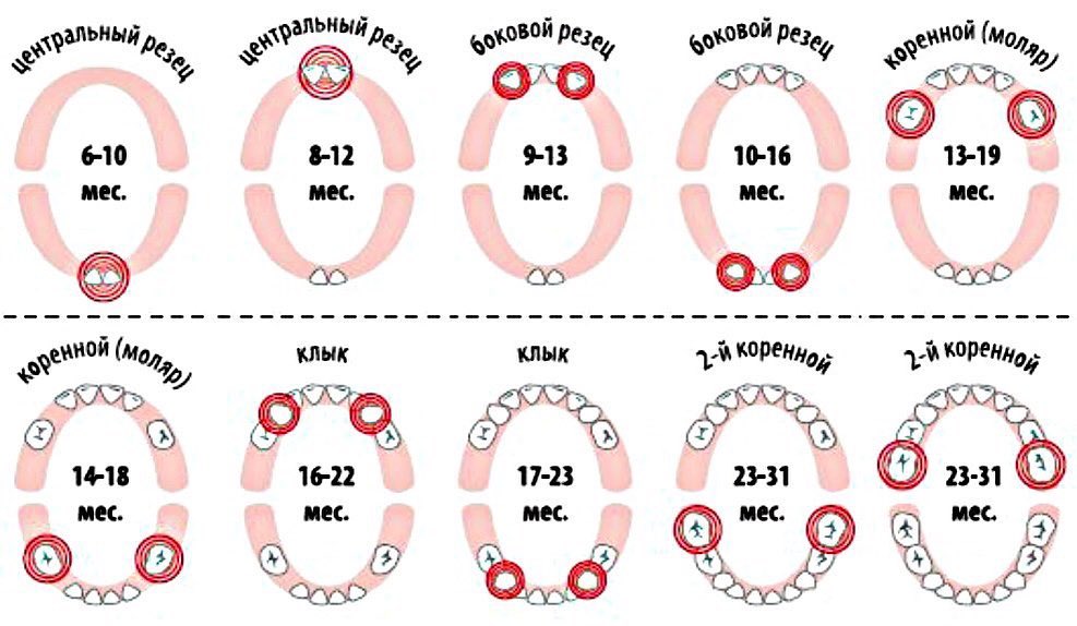 Схема Прорезывания Молочных Зубов Фото