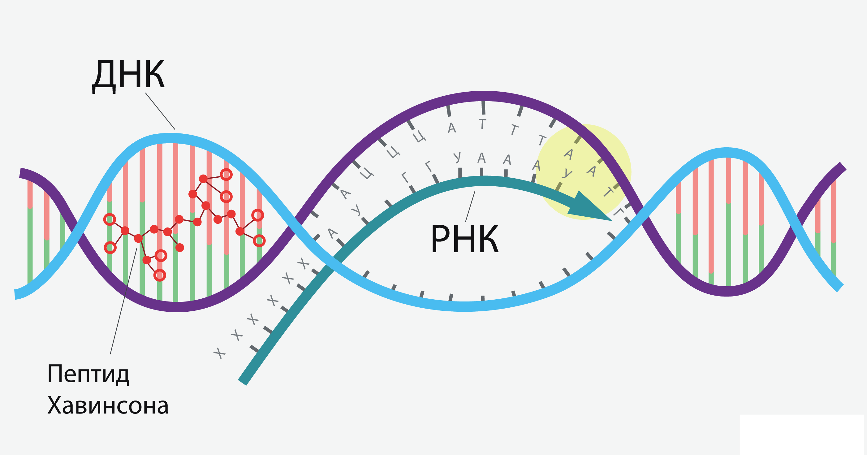 Пептиды Хавинсона. ДНК пептид. Пептиды биорегуляция. Белок ДНК.