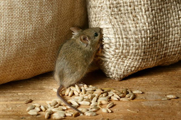 Едят ли (грызут) мыши гипсокартон, если да, то что делать?