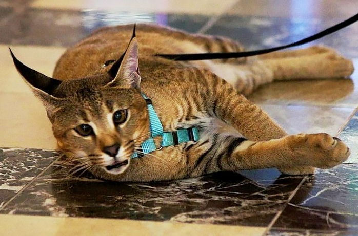 Самая дорогая кошка в Санкт-Петербурге стоит 1,5 миллиона рублей