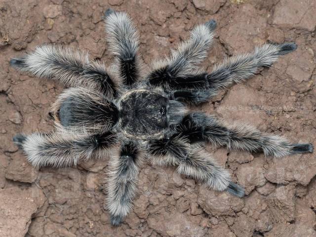 IMG_0458 IMG_0458.jpeg