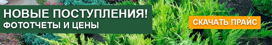 Быстрорастущие кустарники для живой изгороди