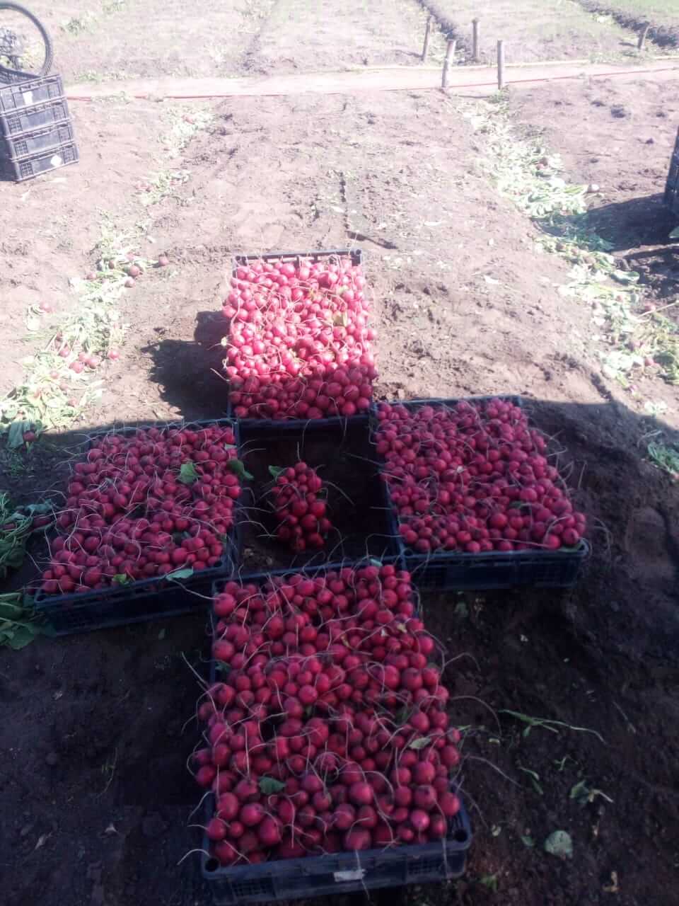 Редиска в яичных кассетах