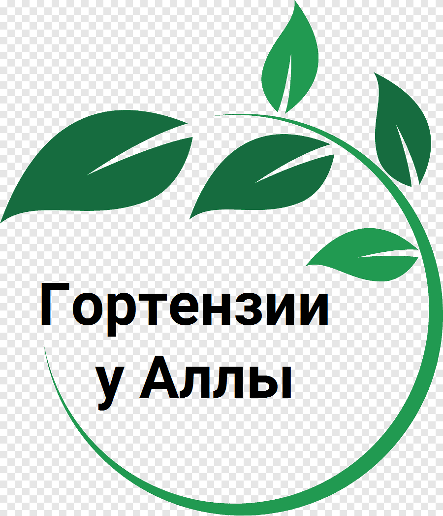 Гортензии у Аллы
