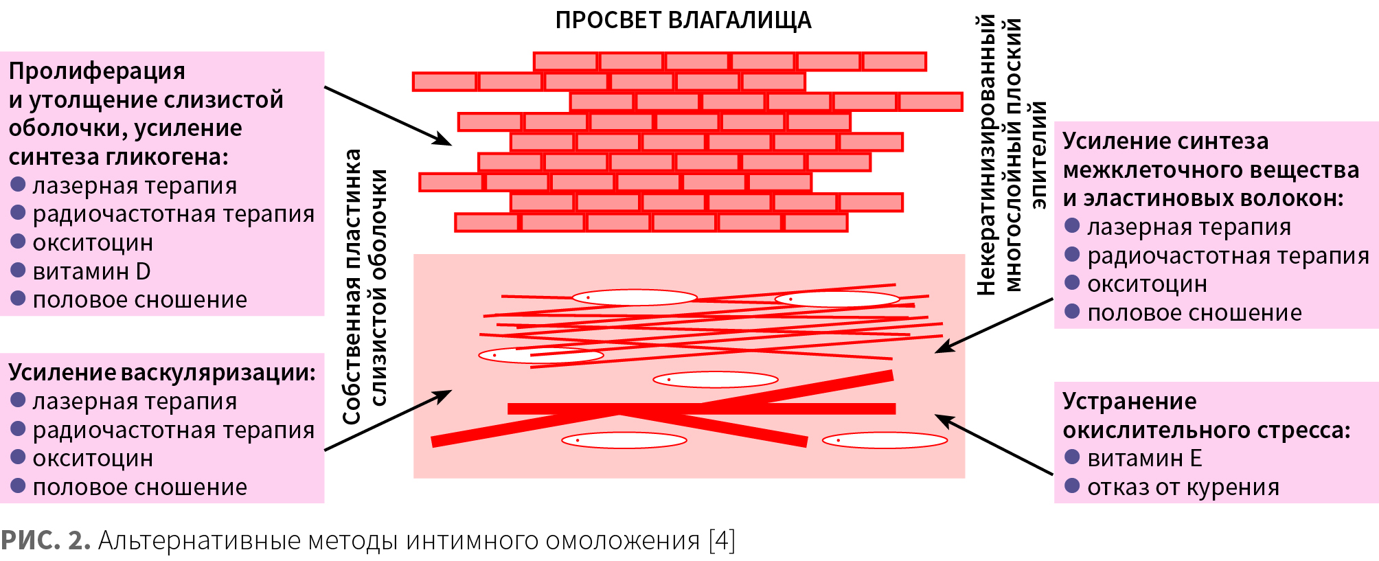 два влагалища 