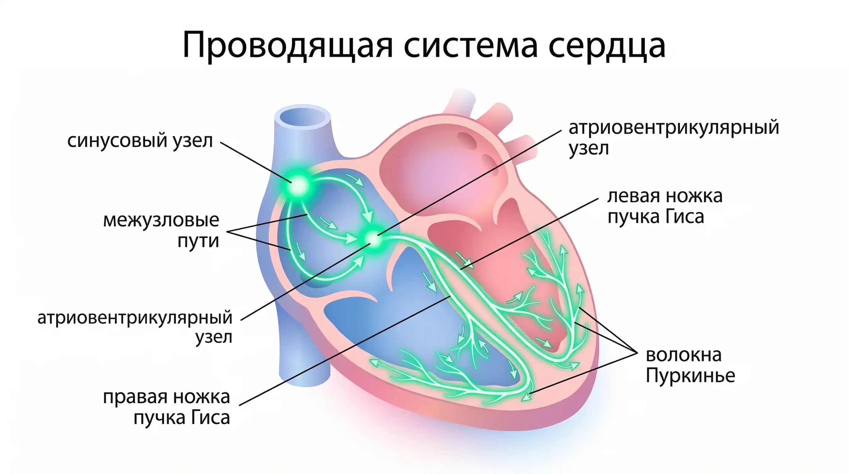 Provodashchaya-sistema-serdca Provodashchaya-sistema-serdca