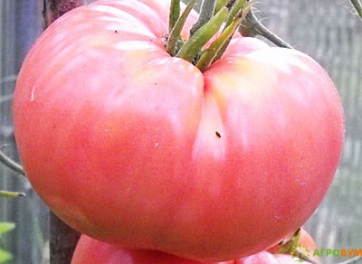 Купить семена Томат Микадо розовый 0,1 г по низкой цене, доставка почтой наложенным платежом по России, курьером по Москве - интернет-магазин АгроБум